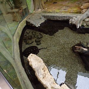 White-blotched river stingray 13.7.25