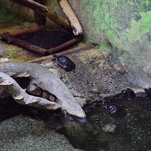 Chinese striped-necked turtle 13.7.25