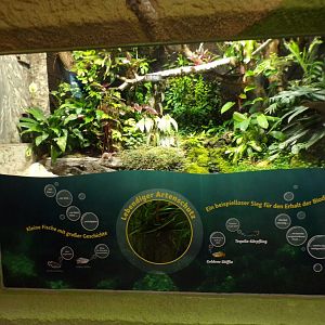 Poison dart frog exhibit 13.7.25