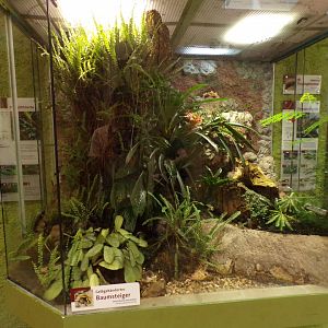 Yellow poison dart frog exhibit 13.7.25