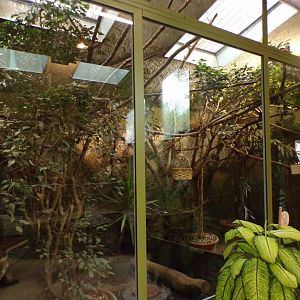 Pygmy marmoset and three-banded armadillo indoors 13.7.25