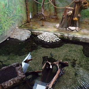 Squirrel monkey moat 13.7.25