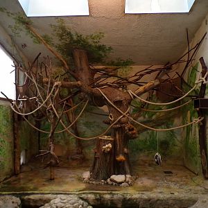 Black-capped squirrel monkey indoors 13.7.25