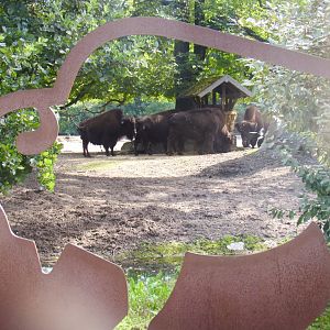 Wood bison