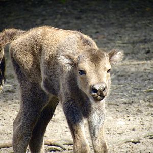 European bison calf