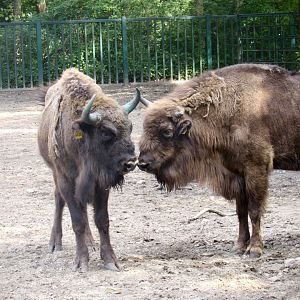European bison