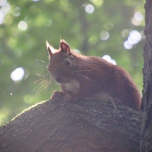 Red squirrel