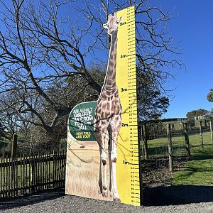 Giraffe Height Signage