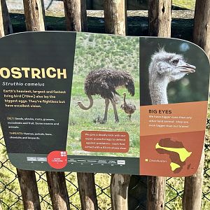 Ostrich Signage