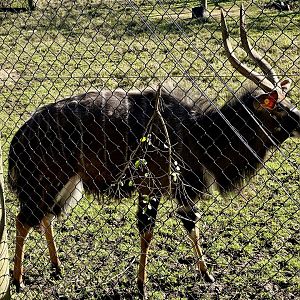 Lowland Nyala (Bull)