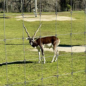 Indian Antelope (Bull)