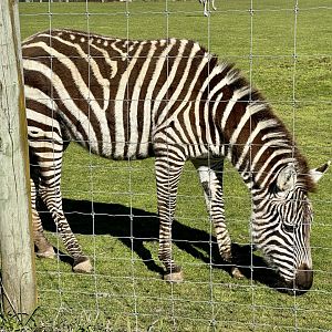 Plains zebra (Equus quagga)