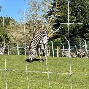 Bem (Plains Zebra Filly)