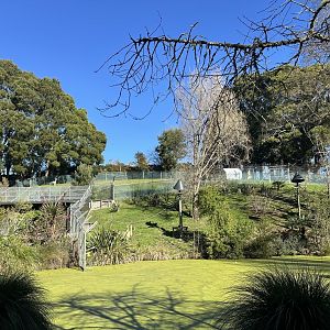 Siamang/Alpaca Terrace