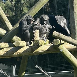 Sanda and Daughters (Common Chimpanzee)