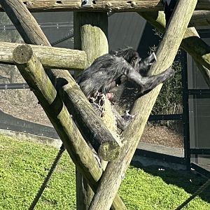 Zuri (Four Weeks Old)