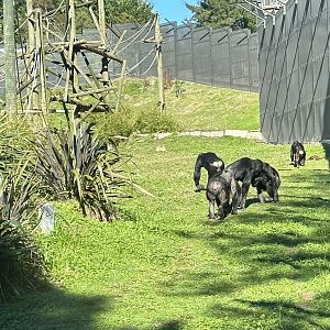 Common Chimpanzee Troop
