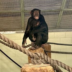 Chiku (Common Chimpaznee)