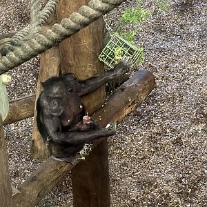 Sanda and Zuri (Four Weeks Old)