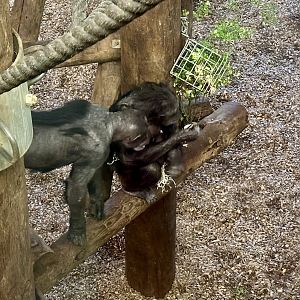 Lucy Looking at Grandaughter (Common Chimpanzee)
