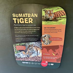 Sumatran Tiger Signage