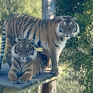 Mayang and Andalas (18 Months)