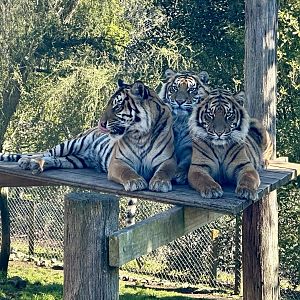 Kirana and Cubs (18 Months)