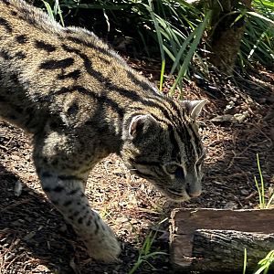 Fishing Cat (Female)