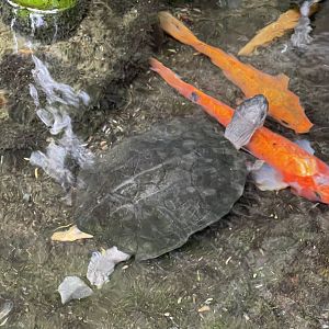 black marsh turtle (siebenrockiella crassicollis) (1)