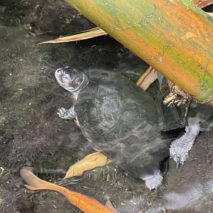 black marsh turtle (siebenrockiella crassicollis) (2)