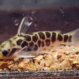 Honeycomb Catfish (Centromochlus perugiae)