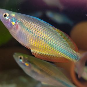 Lake Tebera Rainbowfish (Melanotaenia herbertaxelrodi)
