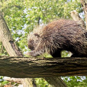 North American porcupine