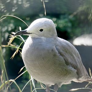 Grey gull