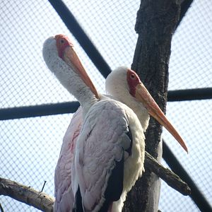 Yellow-billed stork