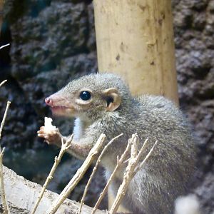 Northern treeshrew