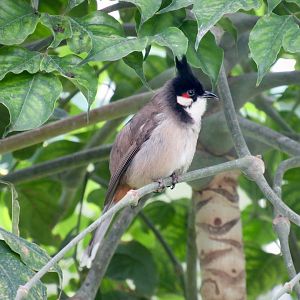 Red-whiskered bulbul