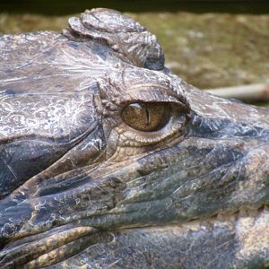 Tomistoma