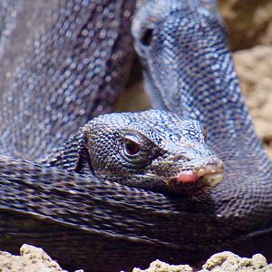 Black tree monitor