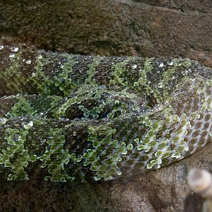 Mangshan viper