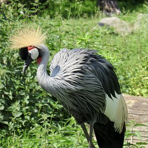 Grey crowned crane