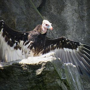 White-headed vulture