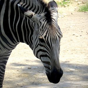 Hartmann’s mountain zebra