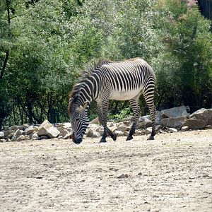 Grevy’s zebra