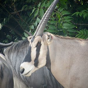 Beisa oryx