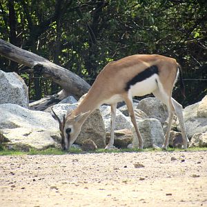 Thompson’s gazelle