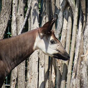 Okapi