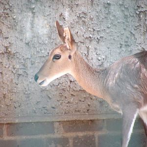 Southern mountain reedbuck