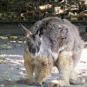 Yellow-footed rock-wallaby