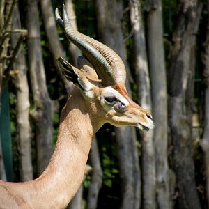Southern gerenuk